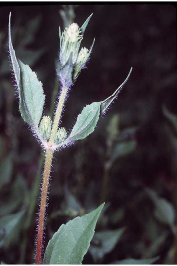 Iva annua (Sumpweed)