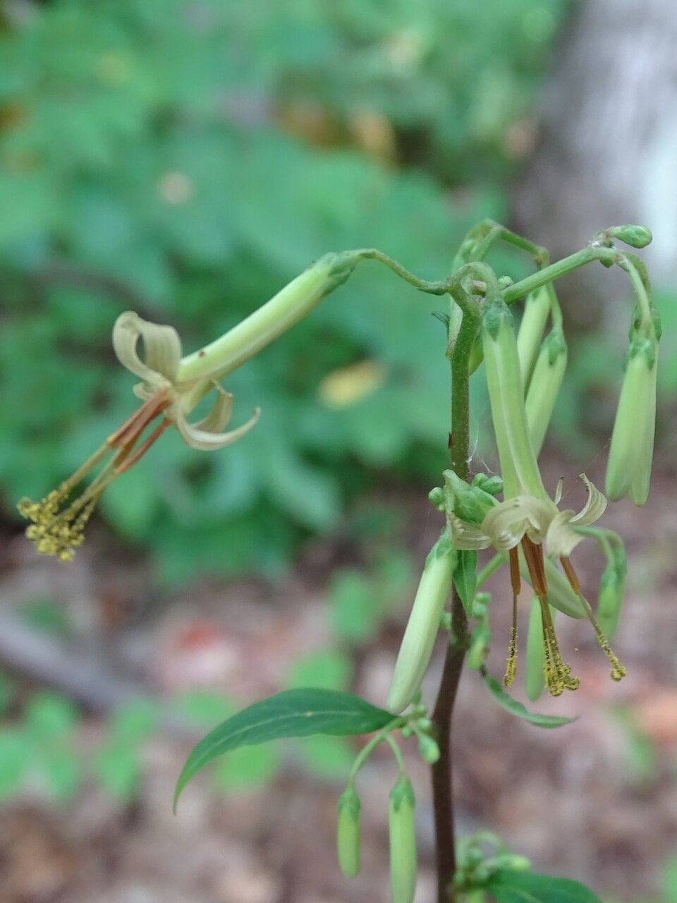 Nabalus altissimus (tall rattlesnake root) (alternate view 9)