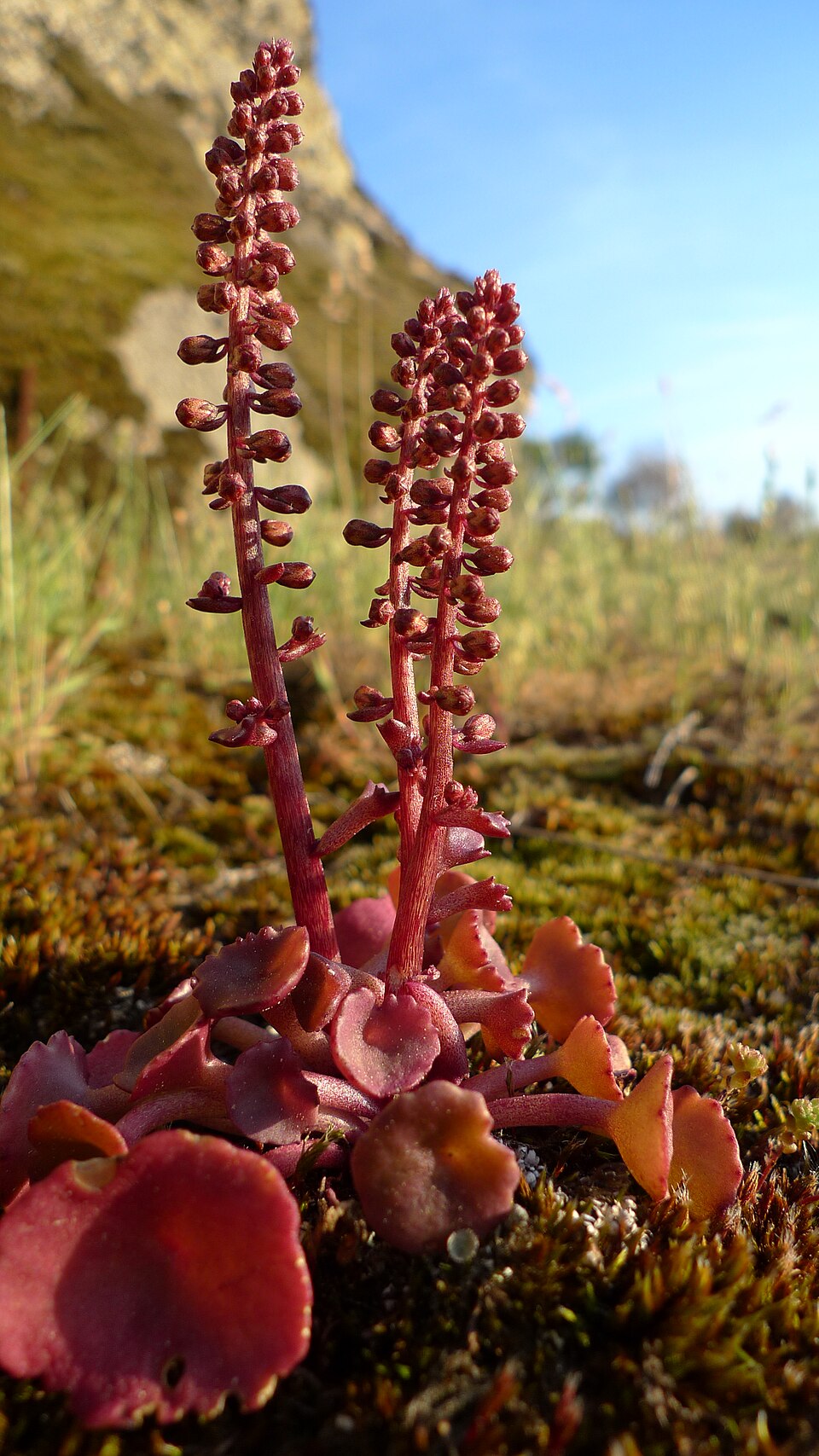 Umbilicus rupestris (Wall Pennywort)