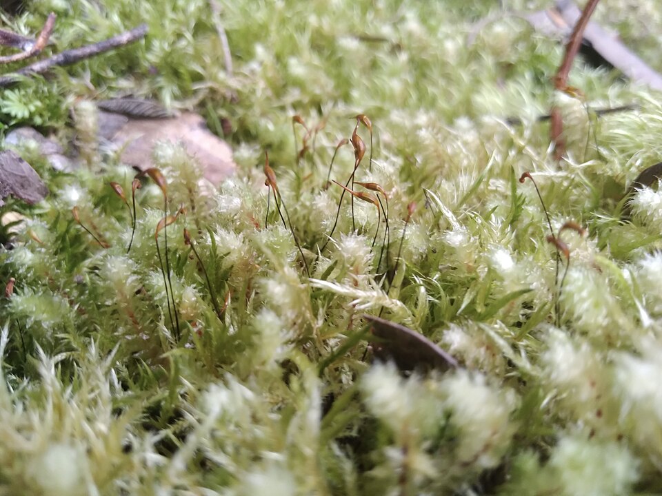 Ptychomnion aciculare (pipe-cleaner moss) (alternate view 3)