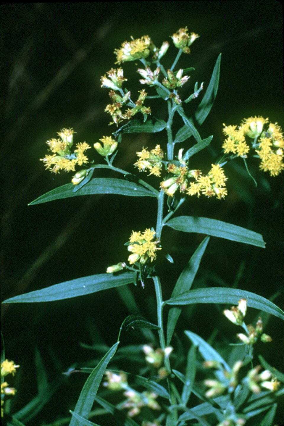 Euthamia graminifolia (flat-topped goldenrod)
