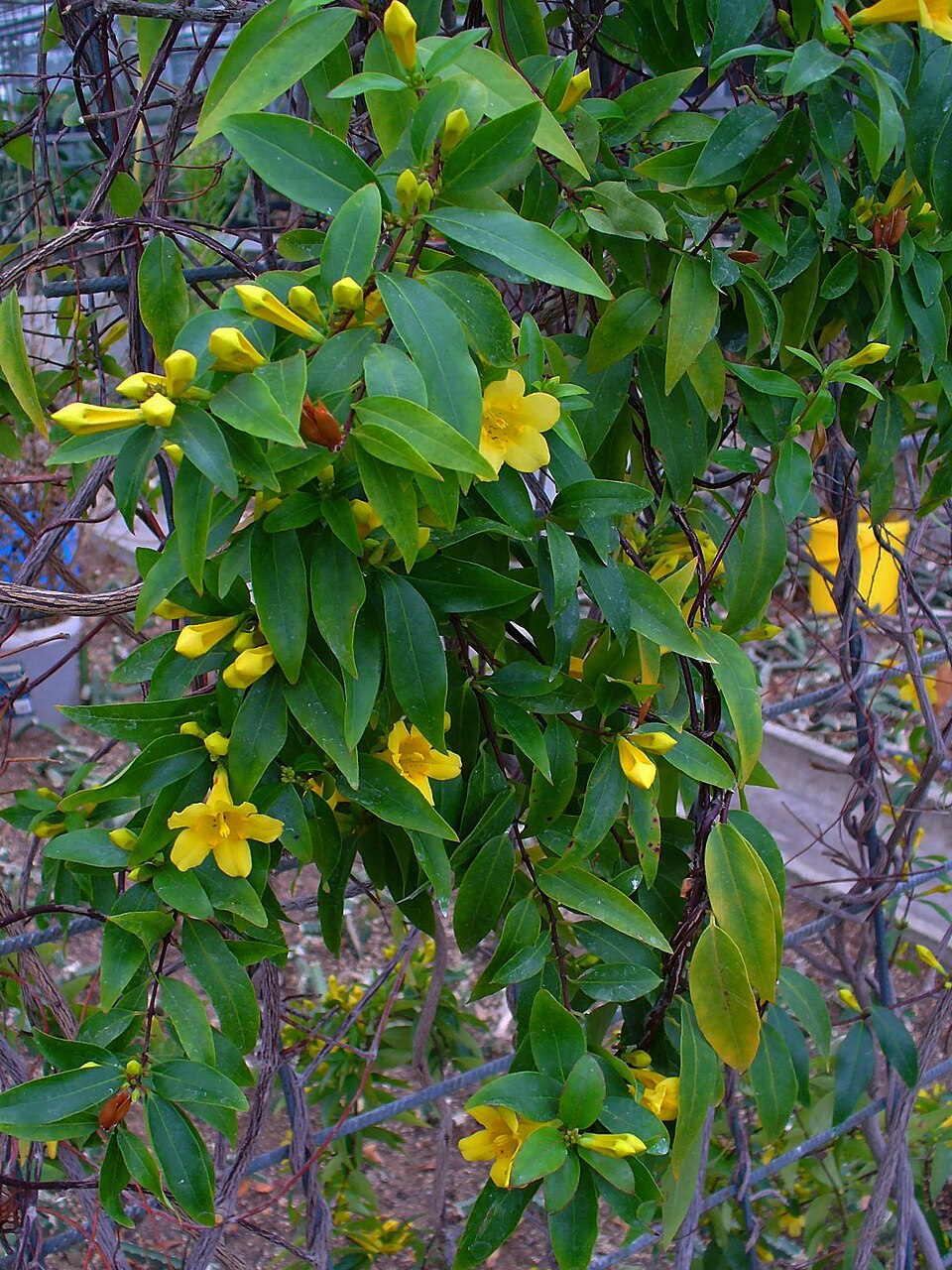 Gelsemium sempervirens (Carolina Jessamine) (alternate view 6)