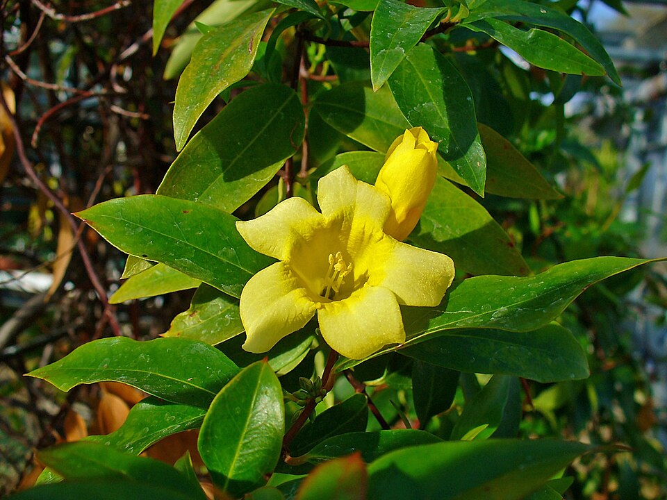 Gelsemium sempervirens (Carolina Jessamine) (alternate view 7)
