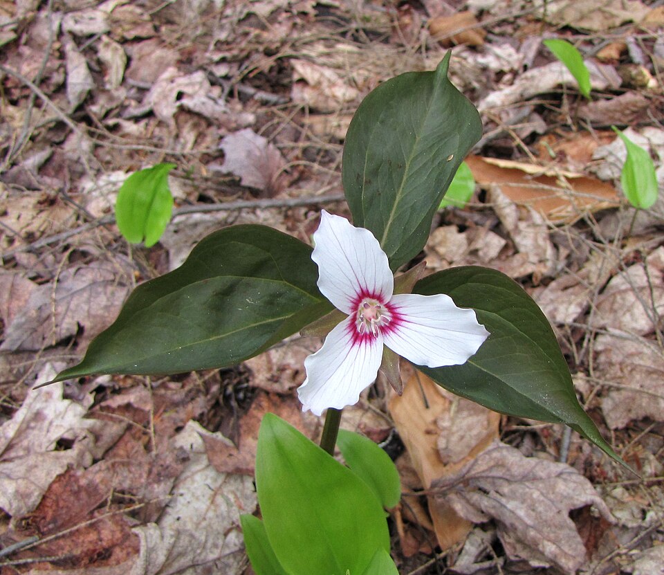 Trillium undulatum (painted trillium)