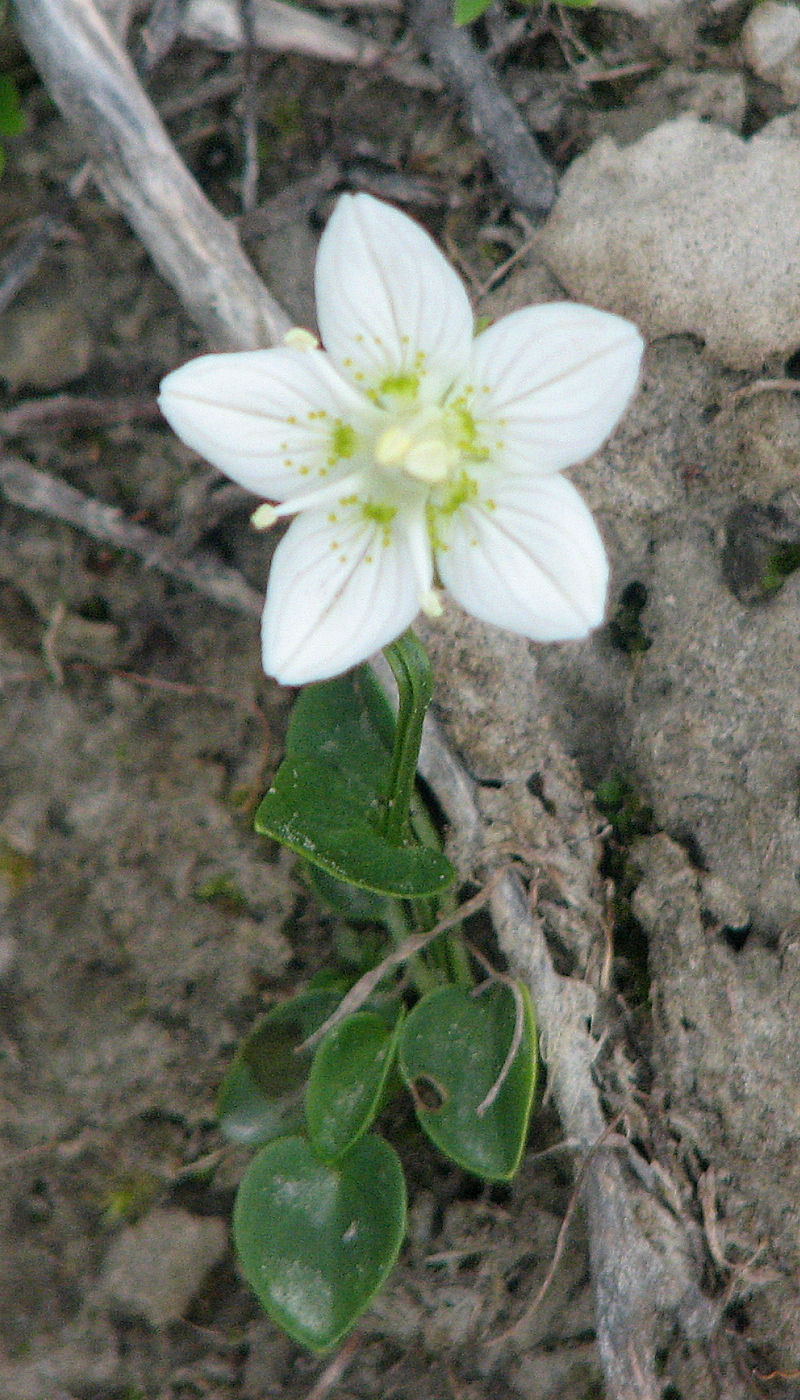 Parnassia palustris (marsh grass-of-Parnassus)