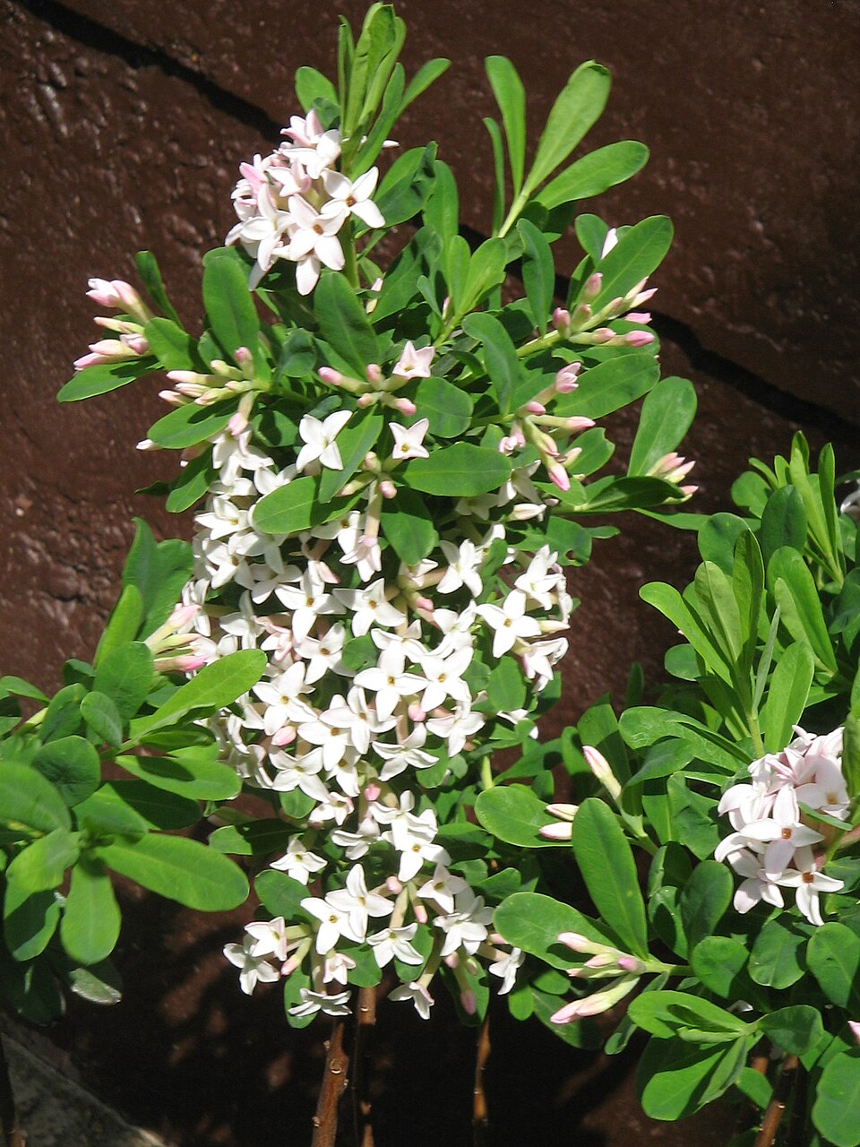 Daphne burkwoodii (Burkwood Daphne) (alternate view 5)
