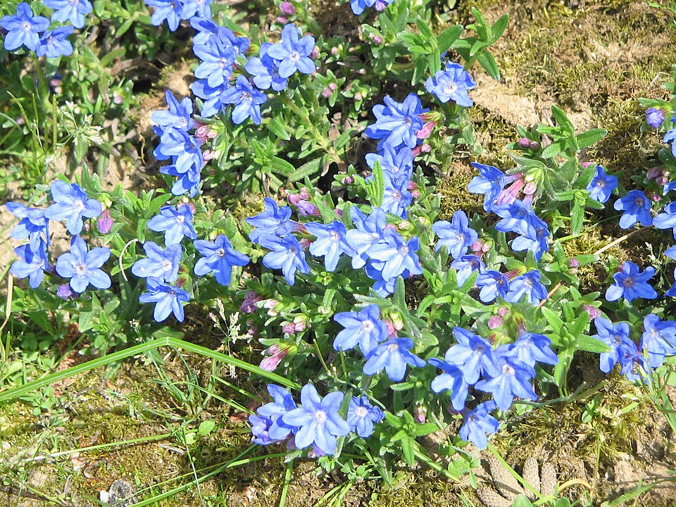 Glandora diffusa (lithodora) (alternate view 12)