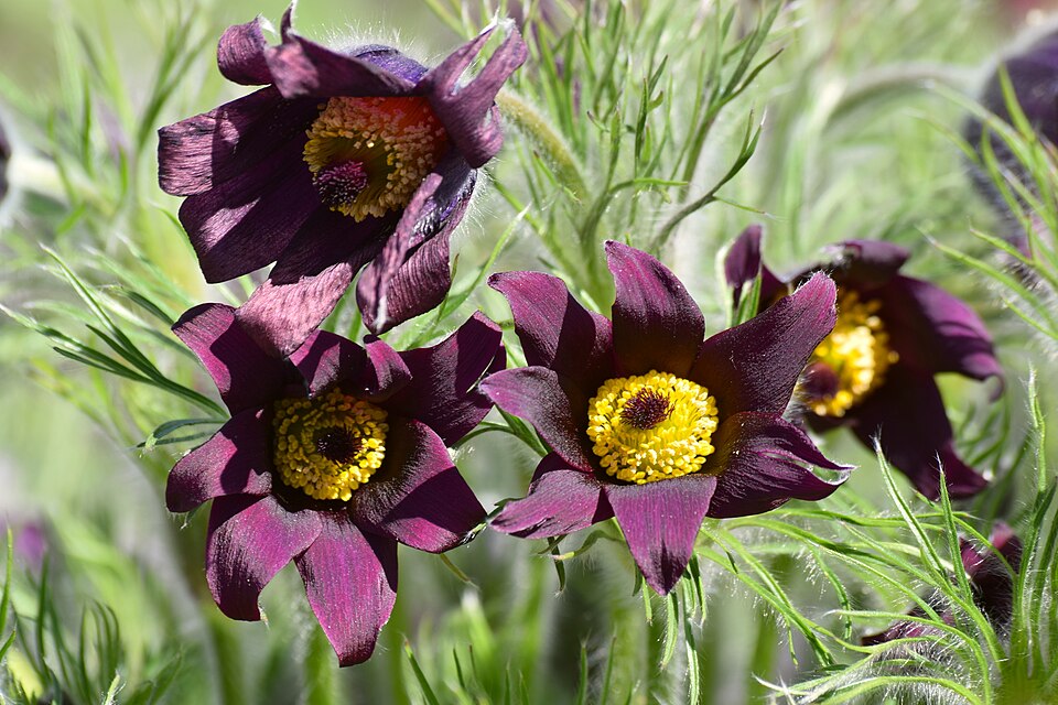 Pulsatilla (pasqueflowers) (alternate view 3)