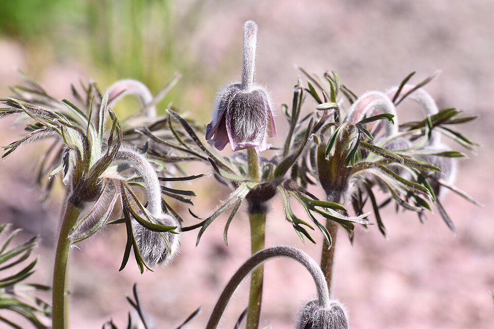 Pulsatilla (pasqueflowers) (alternate view 4)