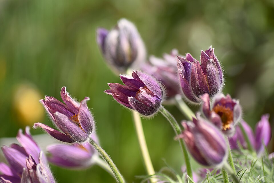 Pulsatilla (pasqueflowers) (alternate view 5)