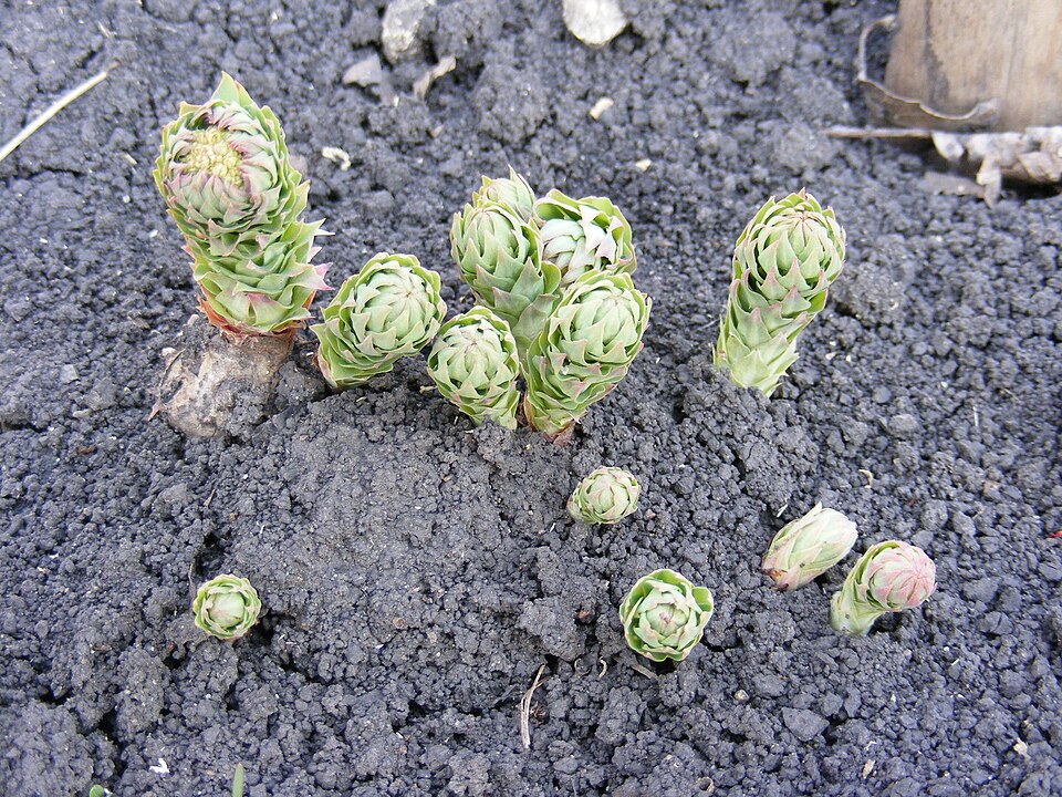 Rhodiola rosea (Roseroot)