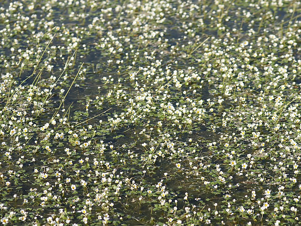 Ranunculus aquatilis (common water-crowfoot)