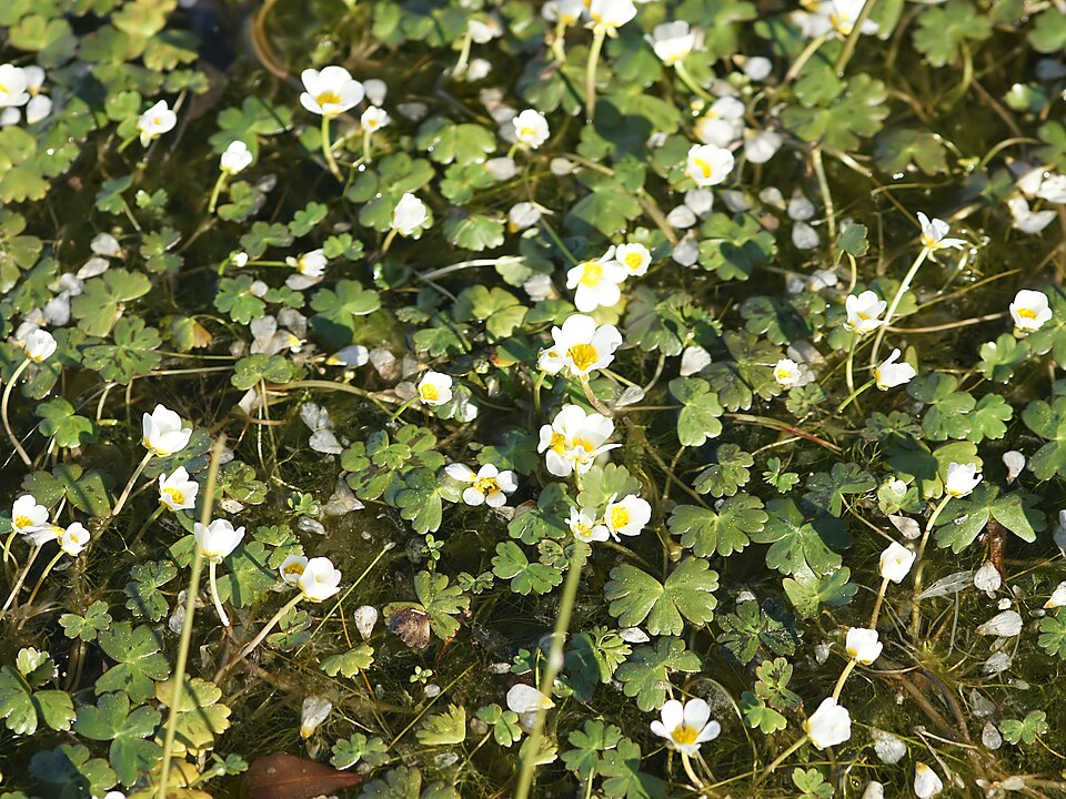 Ranunculus aquatilis (common water-crowfoot)