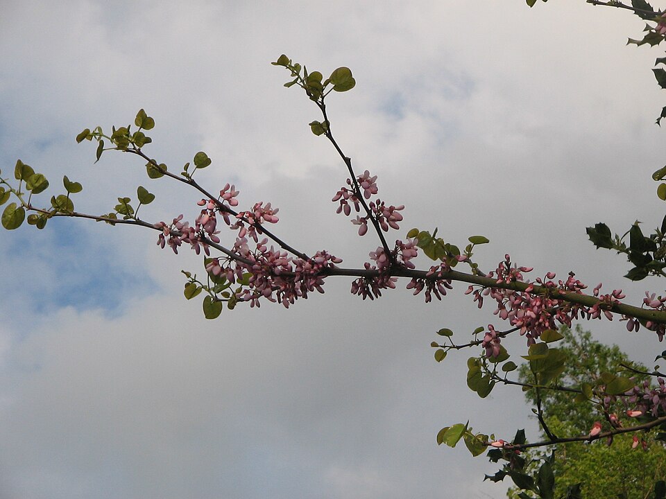 Cercis siliquastrum (Judas-tree)