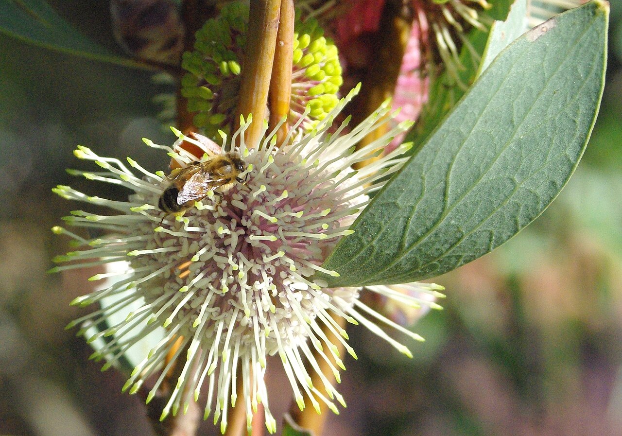 Hakea petiolaris, Sea urchin hakea — upright evergreen (Proteaceae) (image 9 of 10)