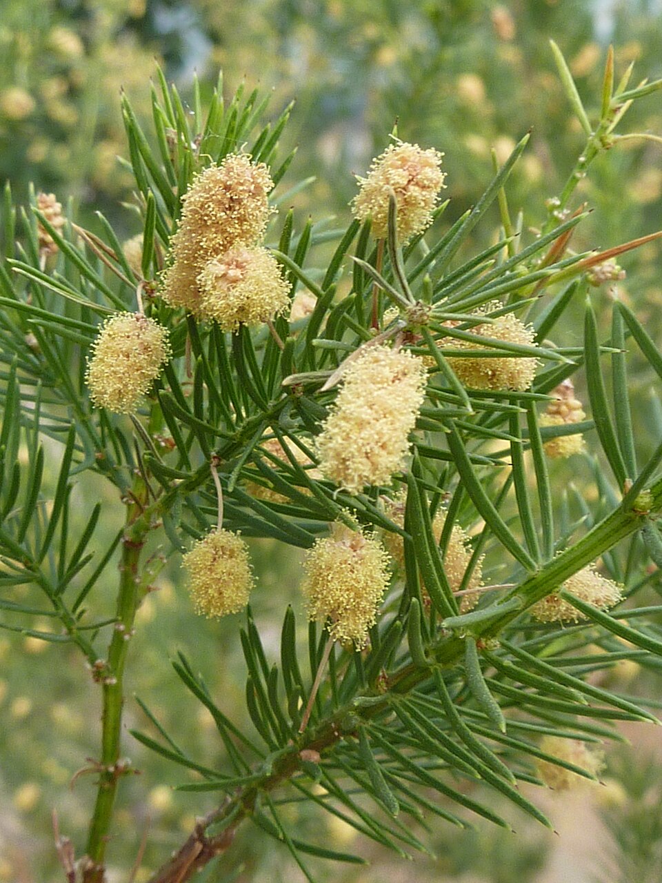 Acacia verticillata (Prickly moses) (alternate view 2)