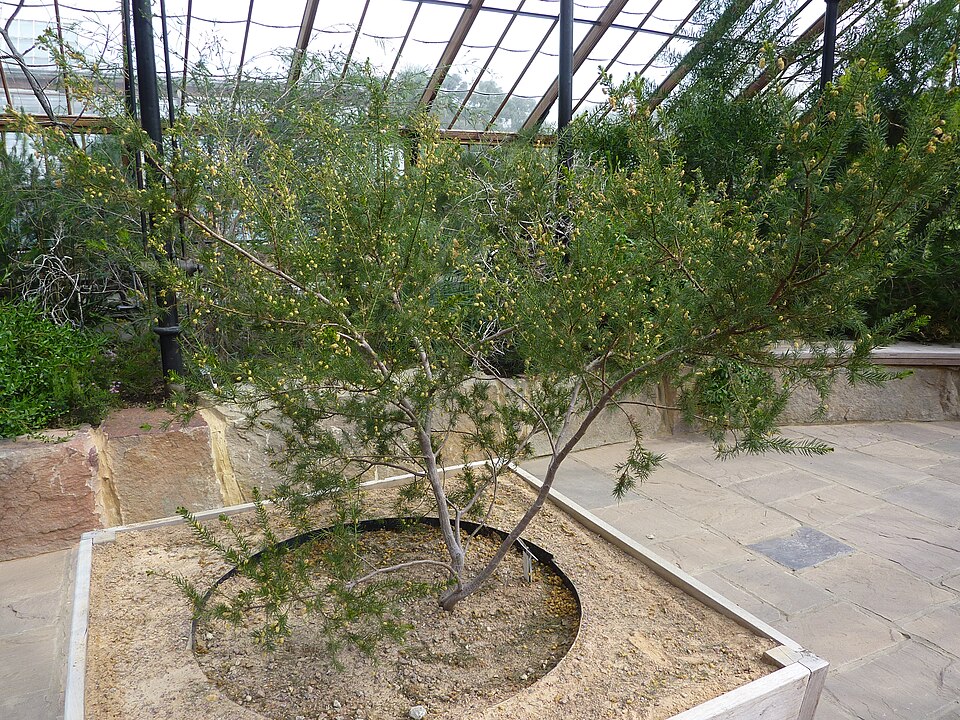 Acacia verticillata (Prickly moses) (alternate view 3)