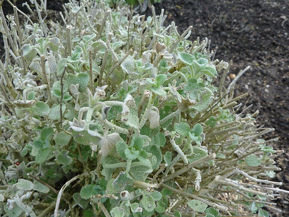 Pseudodictamnus mediterraneus (alternate view 8)