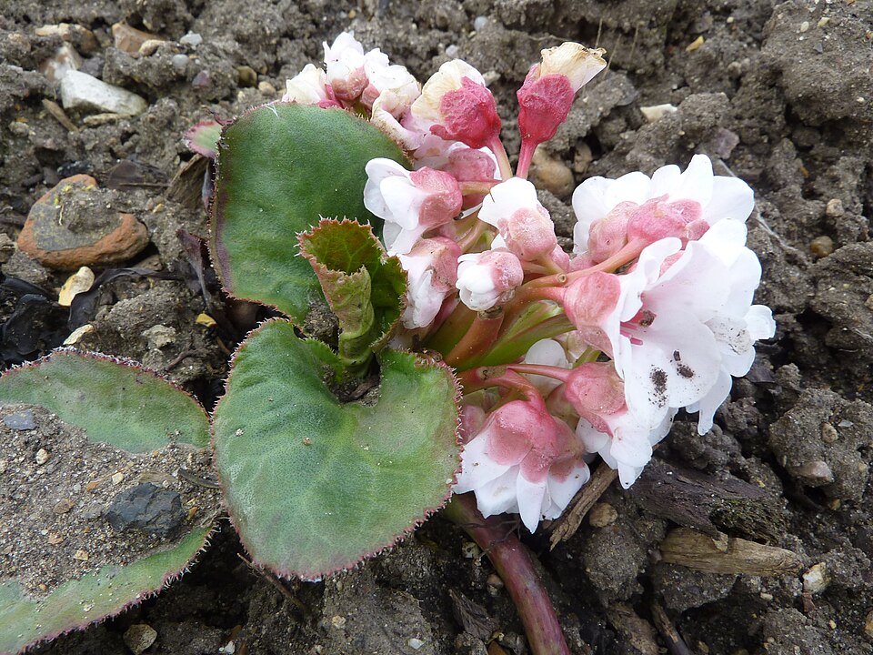 Bergenia ciliata (Frilly Bergenia) (alternate view 10)