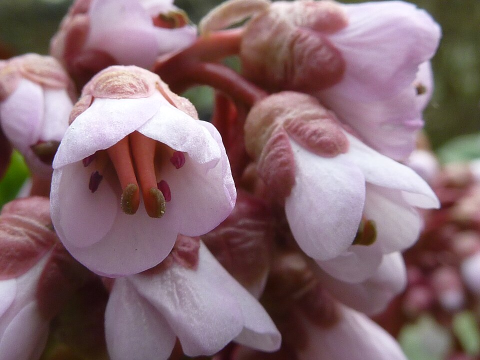 Bergenia purpurascens (alternate view 12)