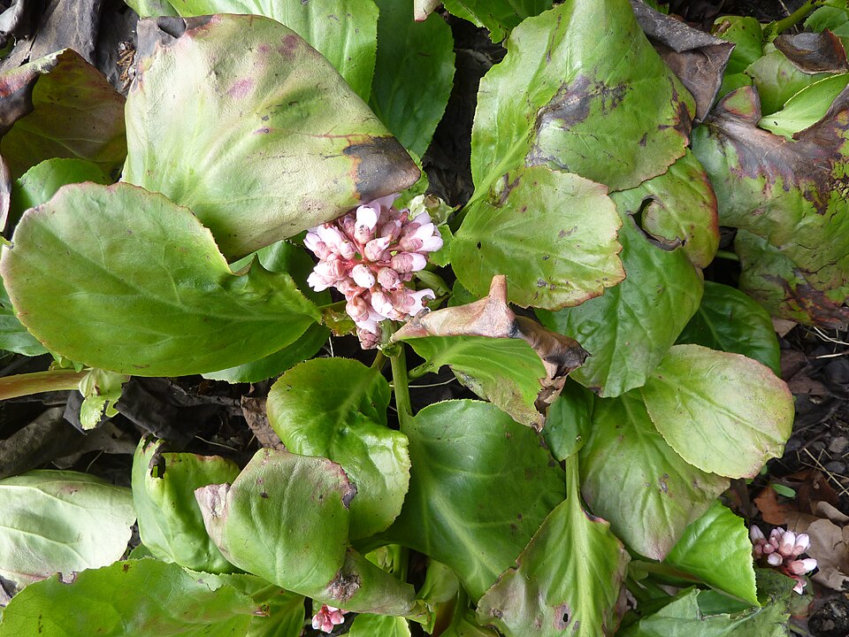 Bergenia purpurascens (alternate view 13)