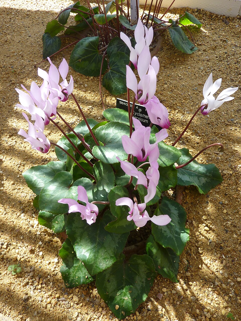 Cyclamen persicum (Florist's Cyclamen) (alternate view 10)