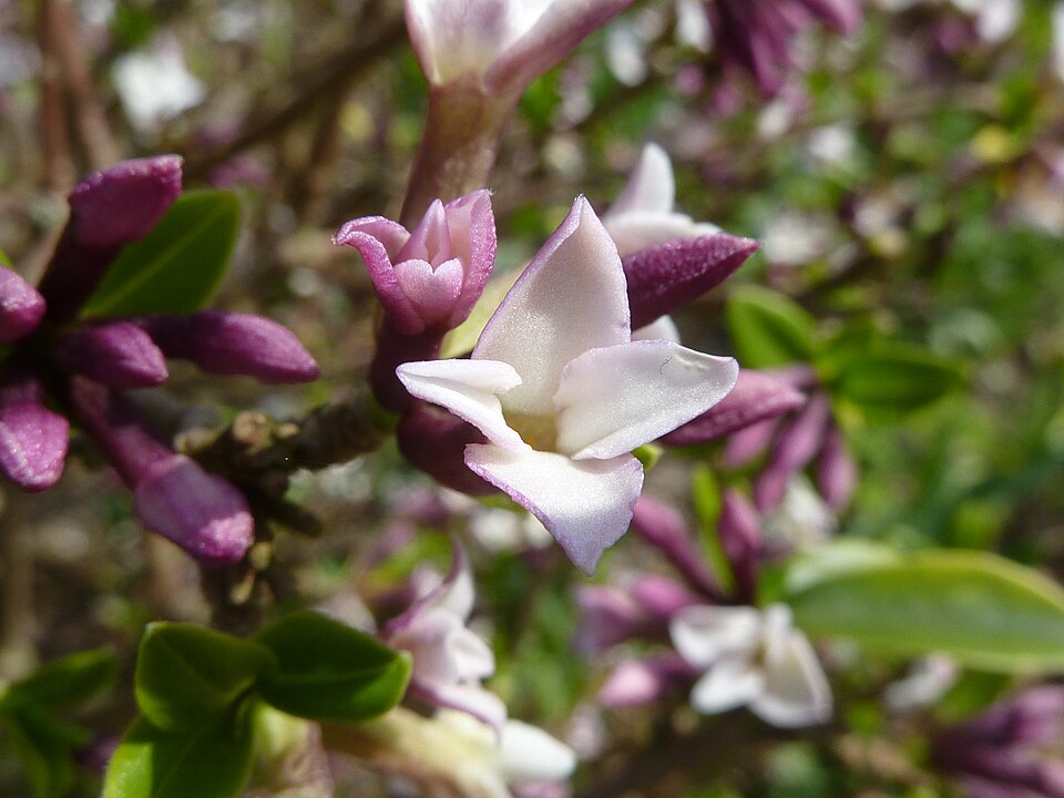 Daphne tangutica (Tangut Daphne) (alternate view 3)