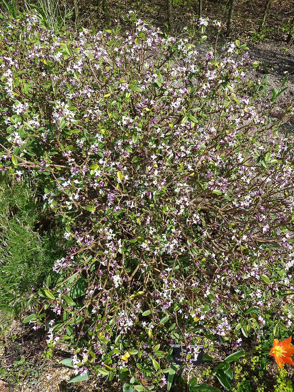 Daphne tangutica (Tangut Daphne) (alternate view 4)