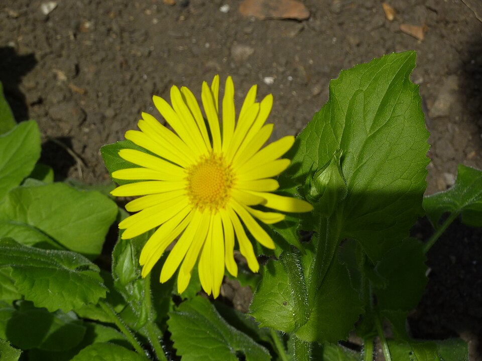 Doronicum pardalianches (Leopard's-bane)