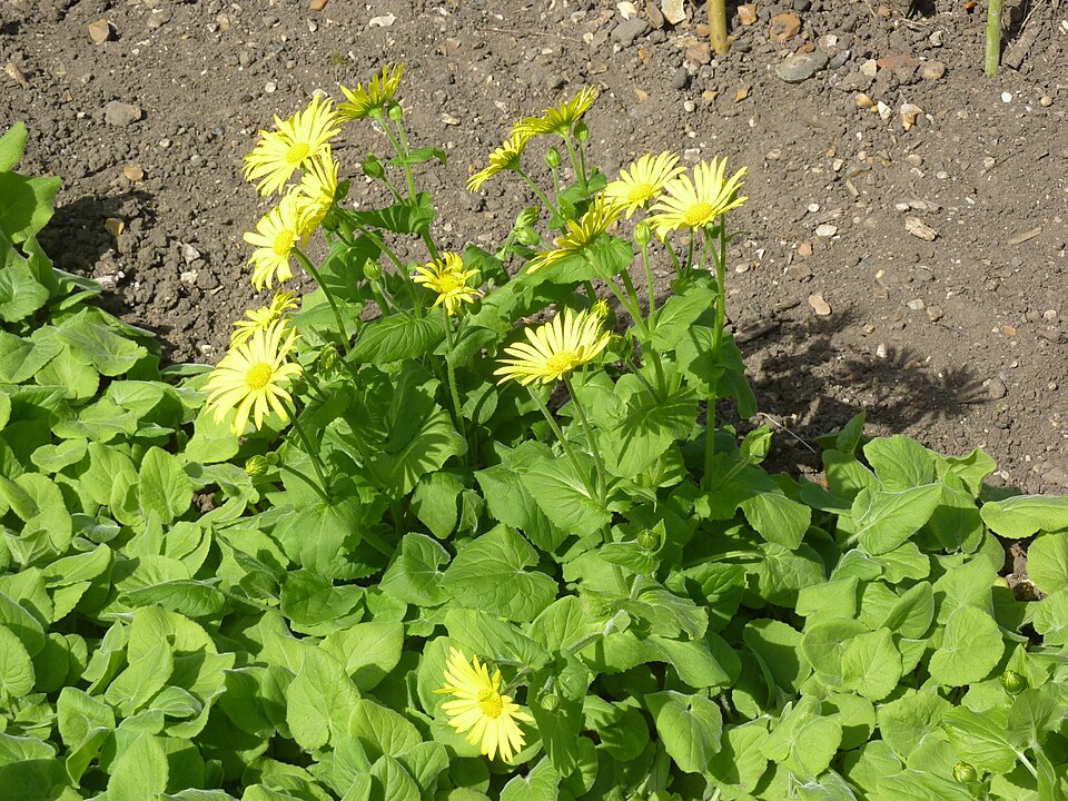 Doronicum pardalianches (Leopard's-bane)