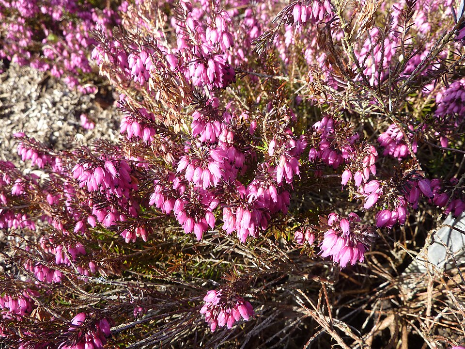Erica carnea (Heath) (alternate view 8)