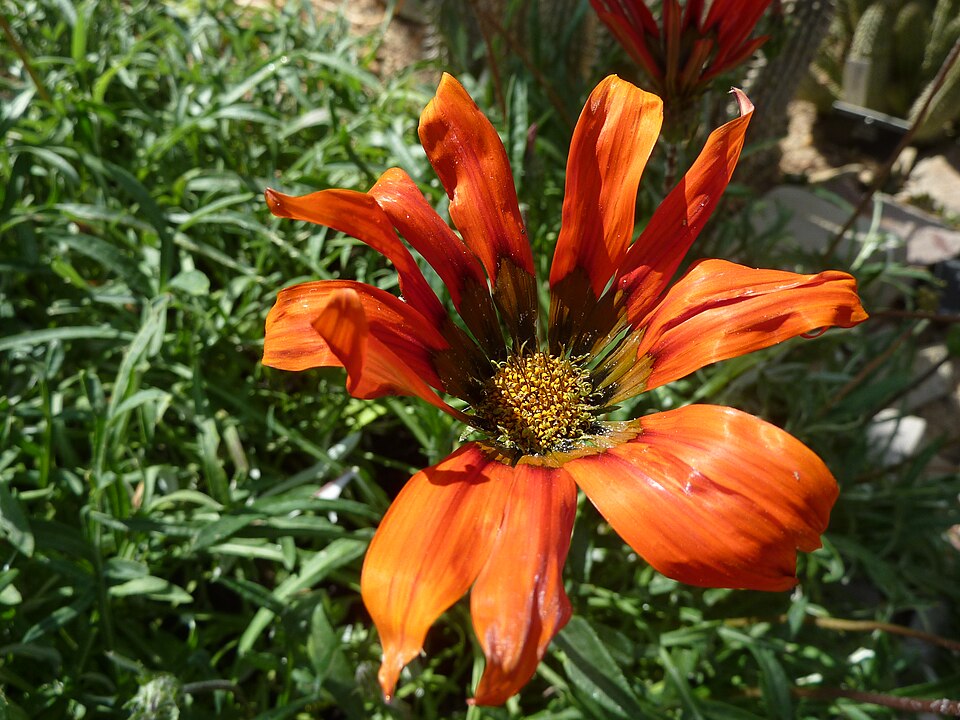 Gazania (Treasure Flowers) (alternate view 8)