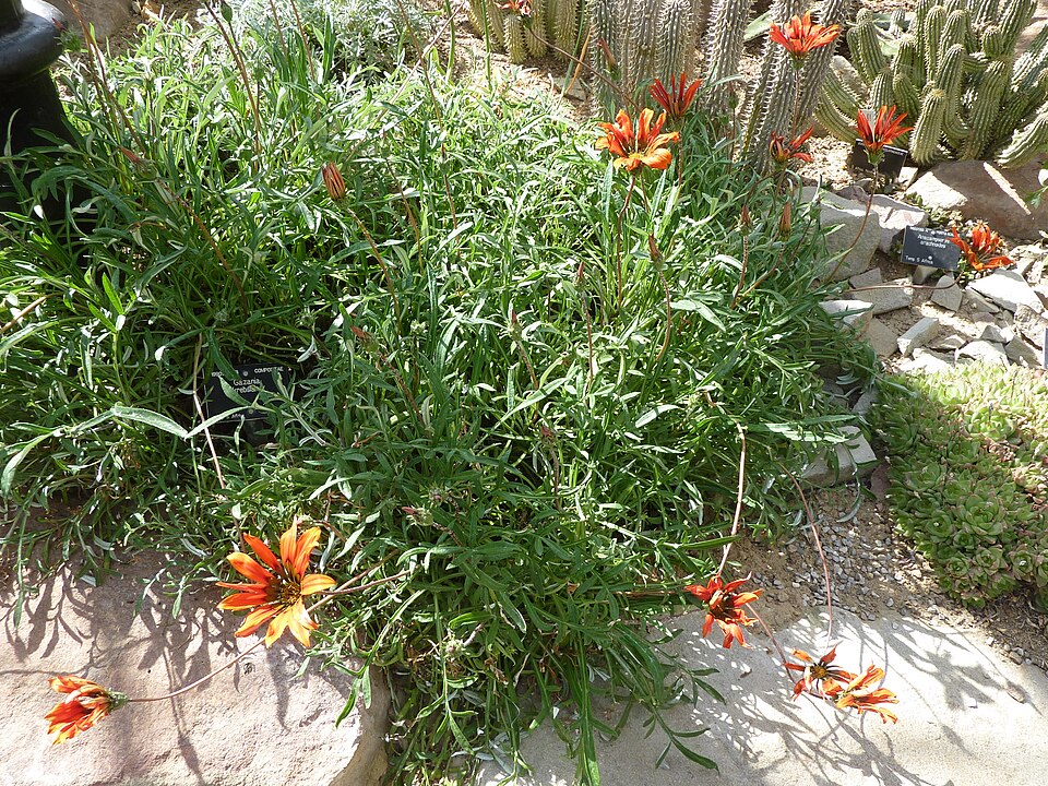 Gazania (Treasure Flowers) (alternate view 9)