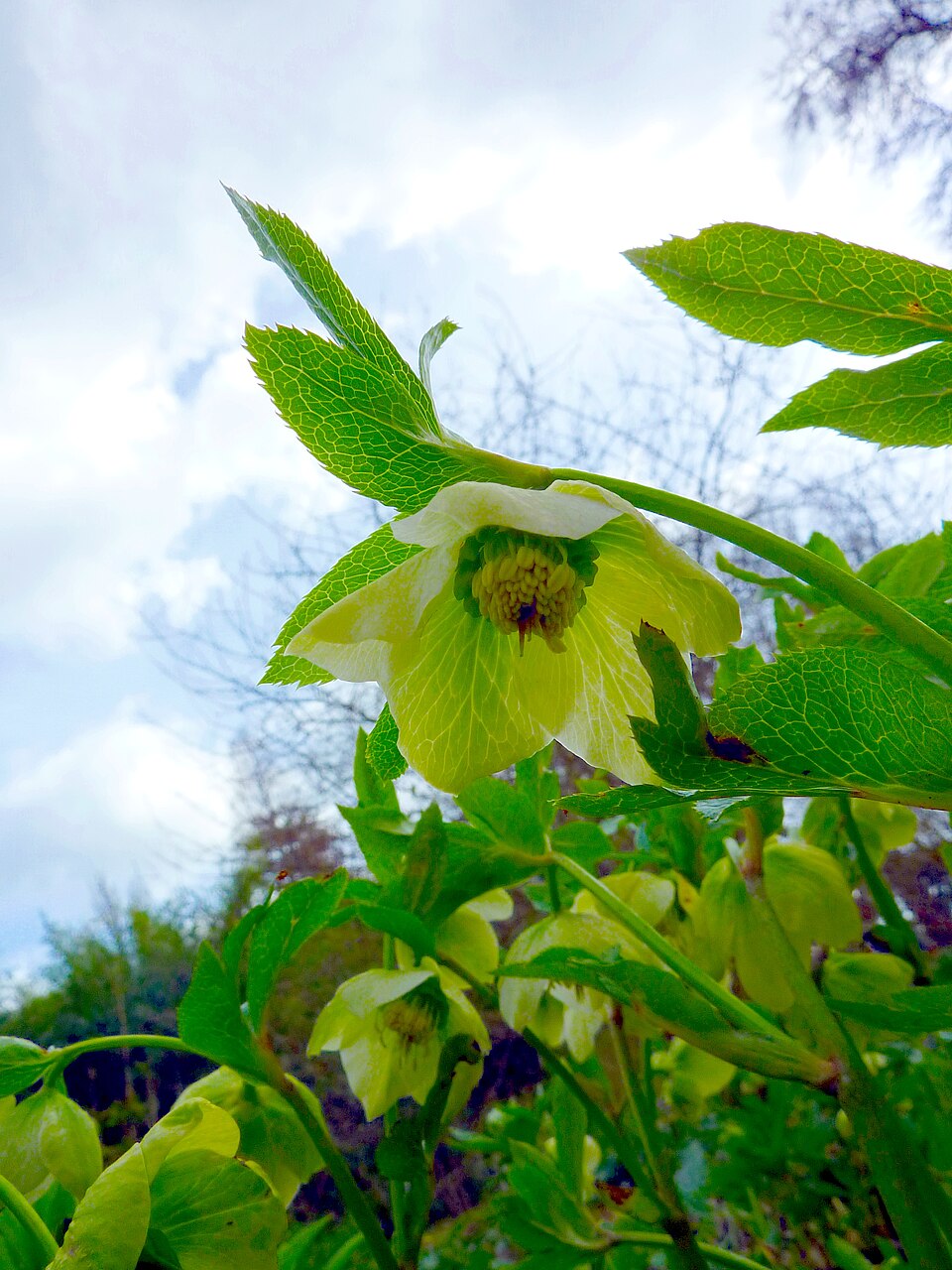 Helleborus orientalis (Lenten Rose) (alternate view 9)