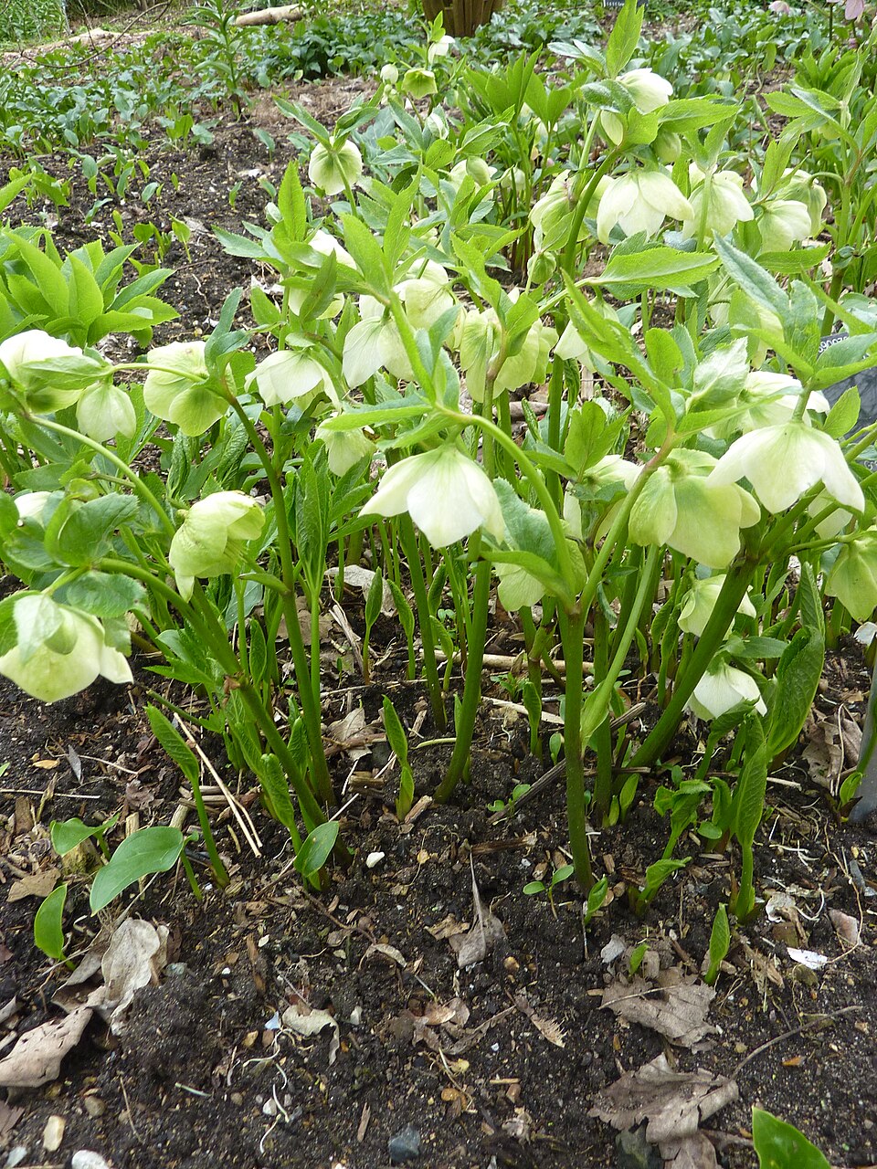 Helleborus orientalis (Lenten Rose) (alternate view 10)