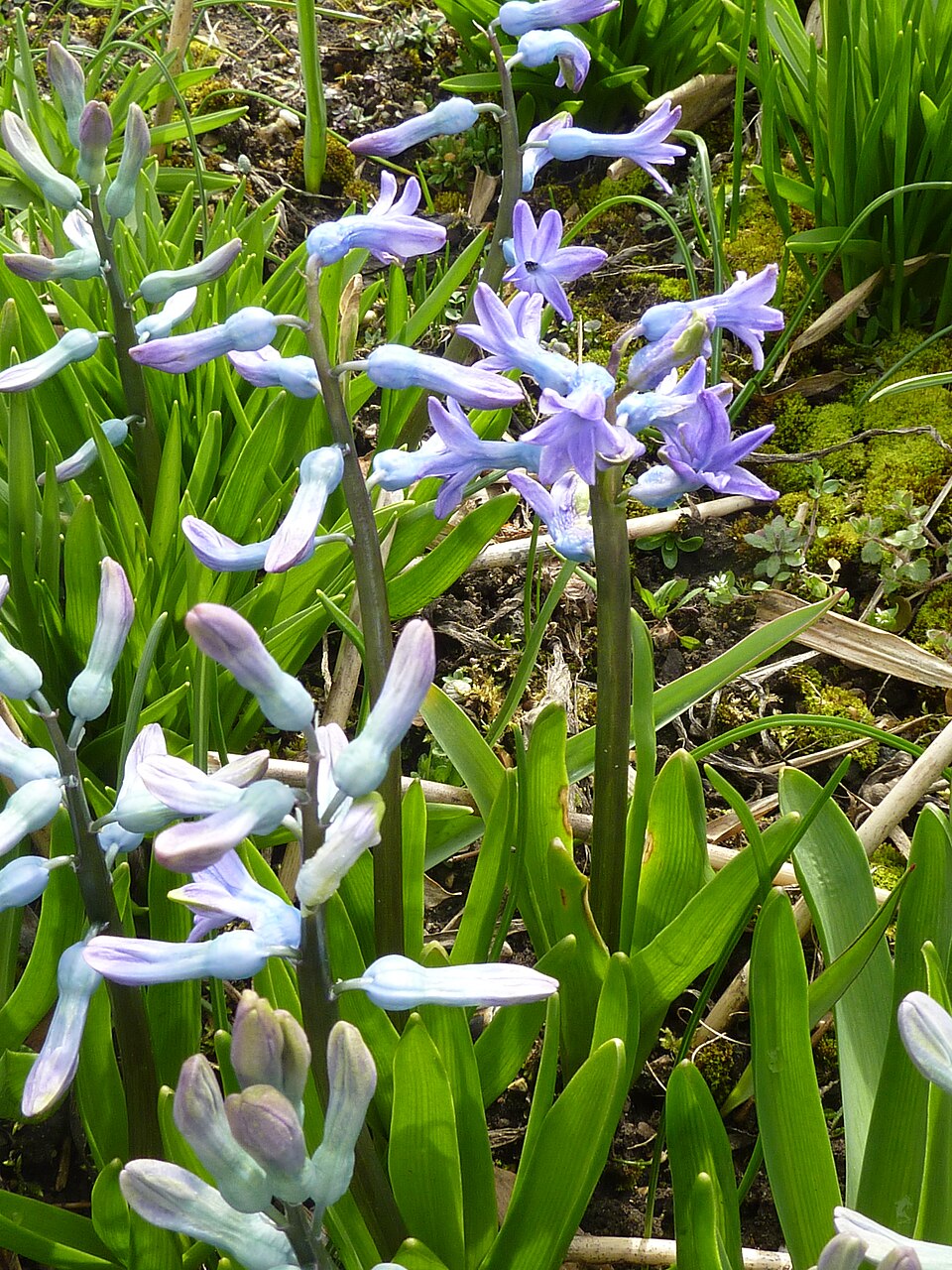 Hyacinthus orientalis (hyacinth)
