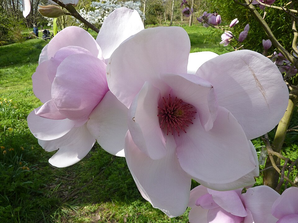 Magnolia 'Iolanthe' (Iolanthe Magnolia)