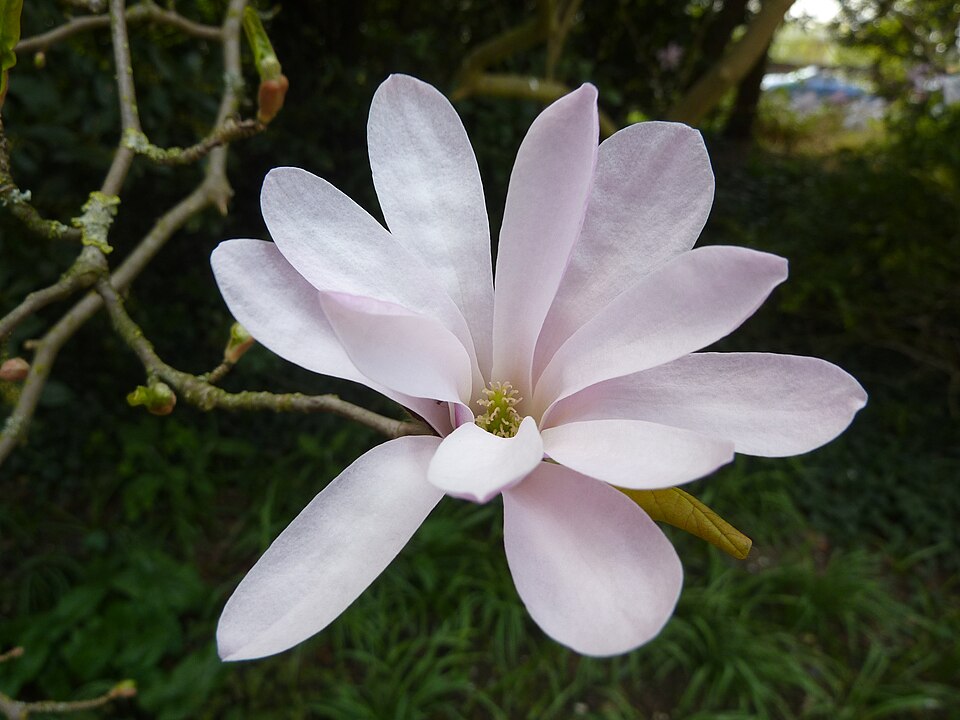 Magnolia × loebneri 'Leonard Messel' (Leonard Messel Magnolia) (alternate view 3)