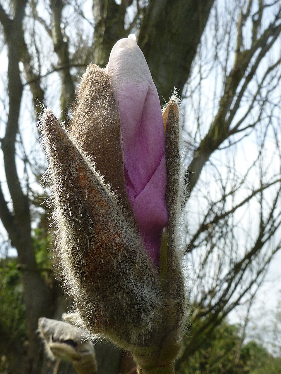 Magnolia 'Iolanthe' (Iolanthe Magnolia) (alternate view 2)