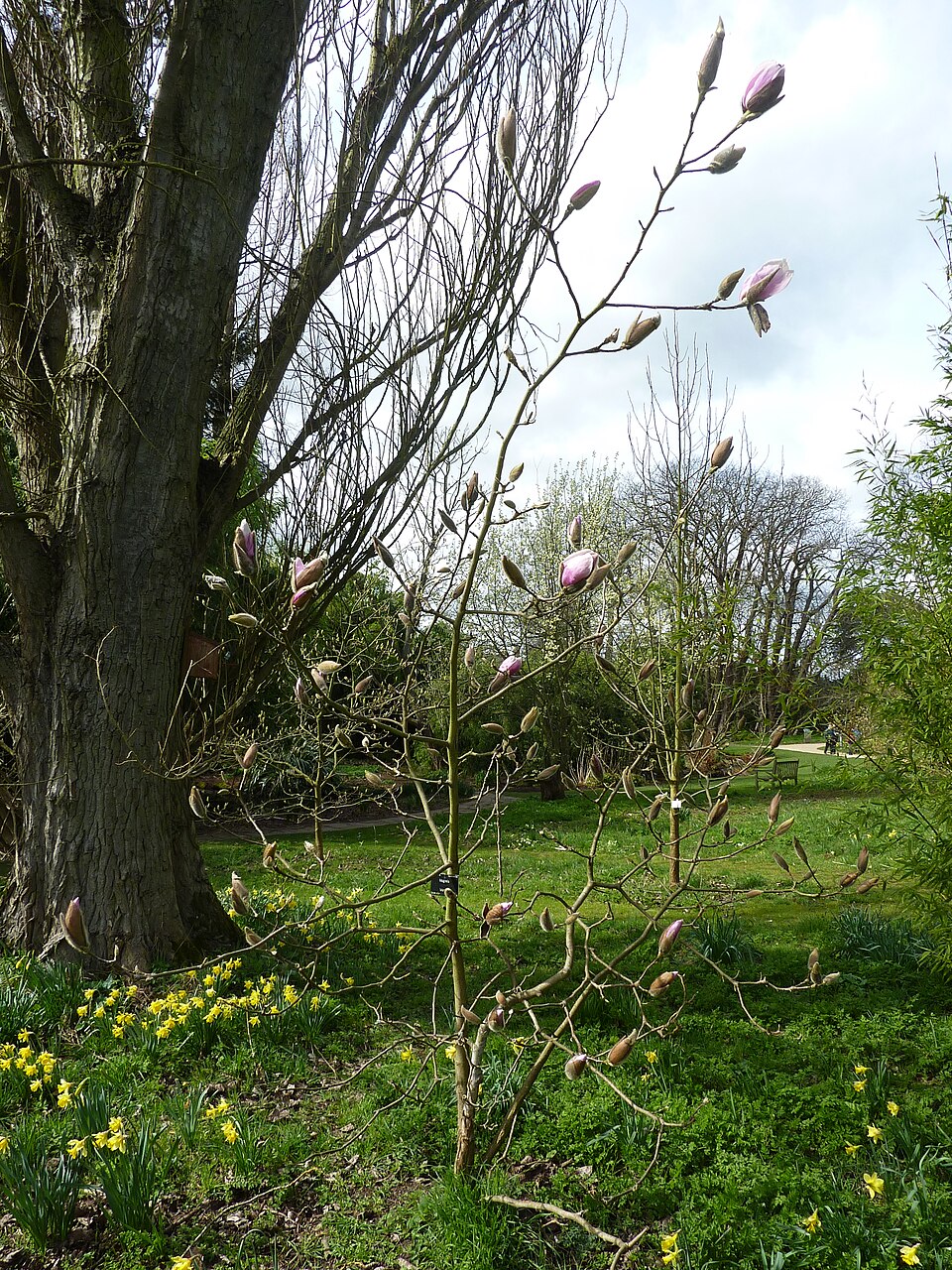 Magnolia 'Iolanthe' (Iolanthe Magnolia) (alternate view 3)