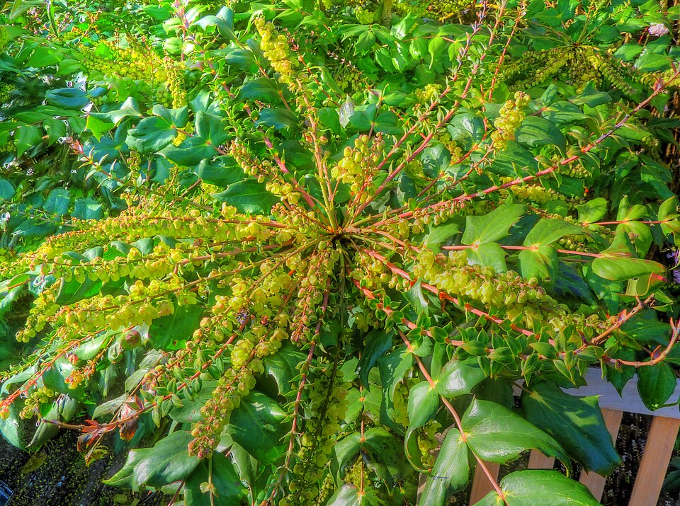Berberis japonica (Japanese Mahonia)