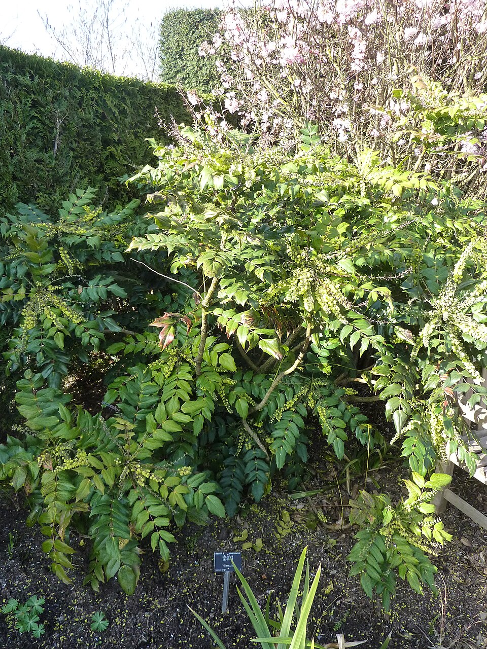 Berberis japonica (Japanese Mahonia)