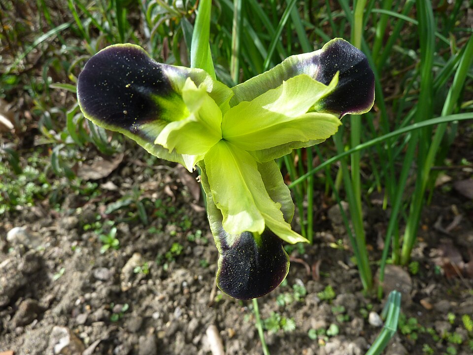 Iris tuberosa (alternate view 13)