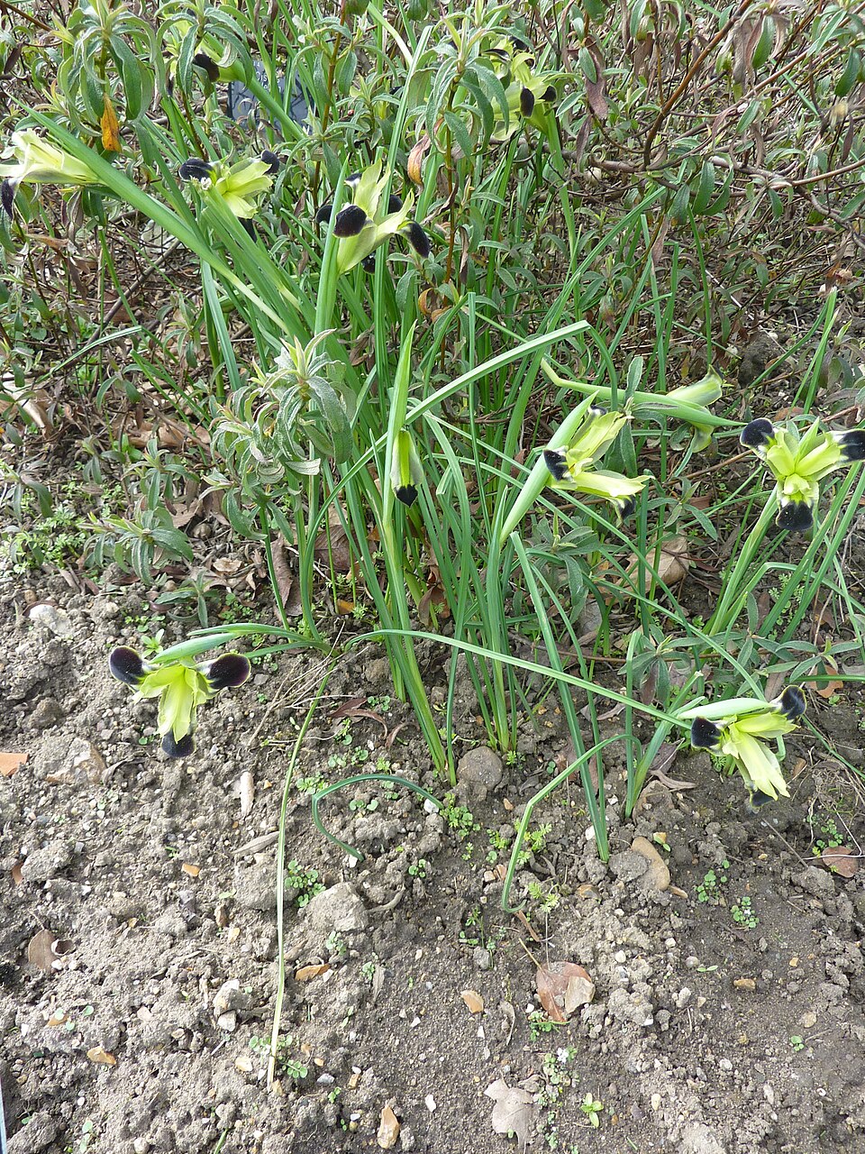 Iris tuberosa (alternate view 14)