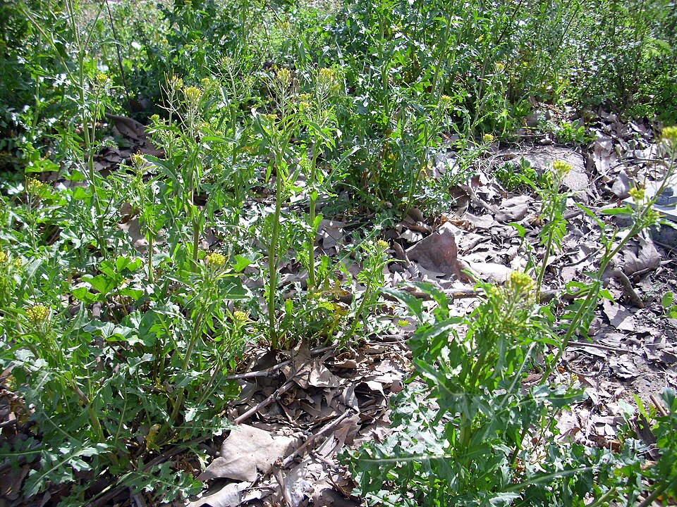 Sisymbrium irio (London rocket) (alternate view 6)
