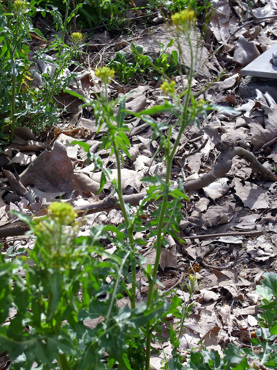 Sisymbrium irio (London rocket) (alternate view 7)