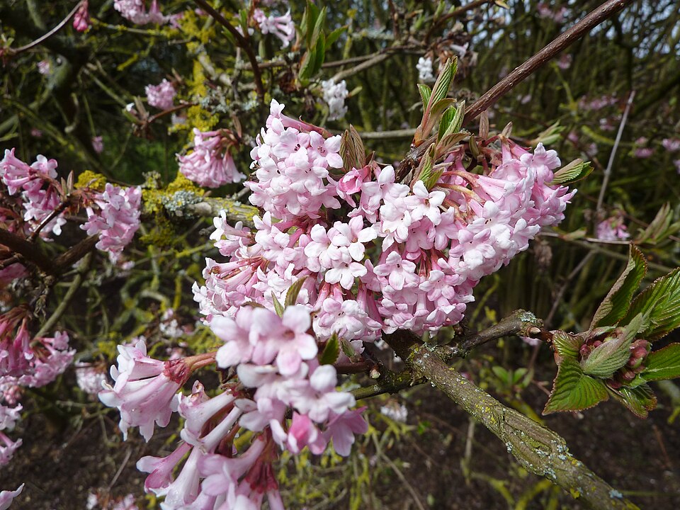 Viburnum × bodnantense 'Dawn' (Dawn viburnum)
