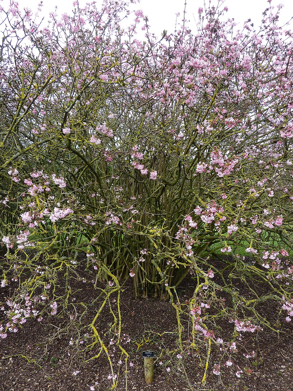 Viburnum × bodnantense 'Dawn' (Dawn viburnum) (alternate view 2)
