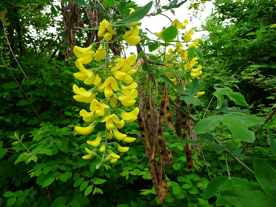 Laburnum anagyroides (golden chain tree) (alternate view 6)