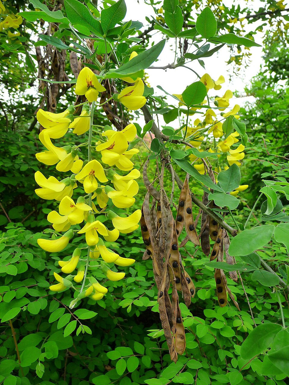 Laburnum anagyroides (golden chain tree) (alternate view 7)